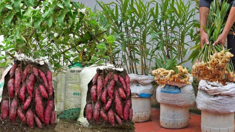 This simple technique transforms any space into a thriving vegetable garden…