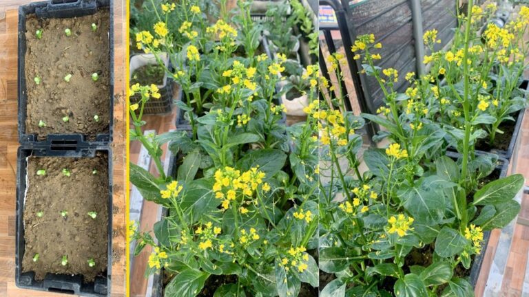 This forgotten trick allows you to grow veggies at home without buying any seeds…