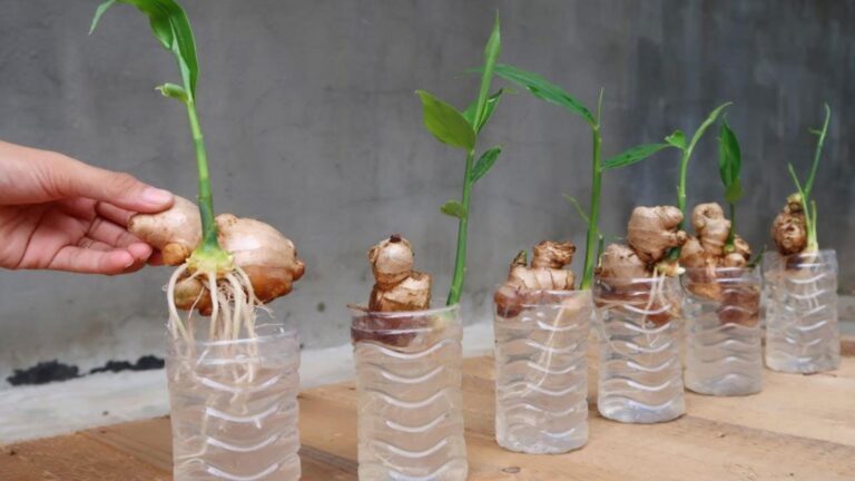 This simple method transforms kitchen scraps into thriving ginger plants …