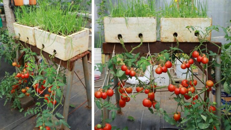 This simple trick for growing tomatoes upside down will surprise you with the yield…