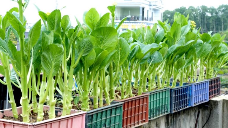Many people don’t realize this simple method for thriving veggie gardens…