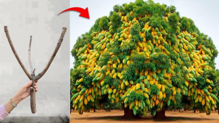 This forgotten trick transforms your garden by grafting mango onto bottle gourd…
