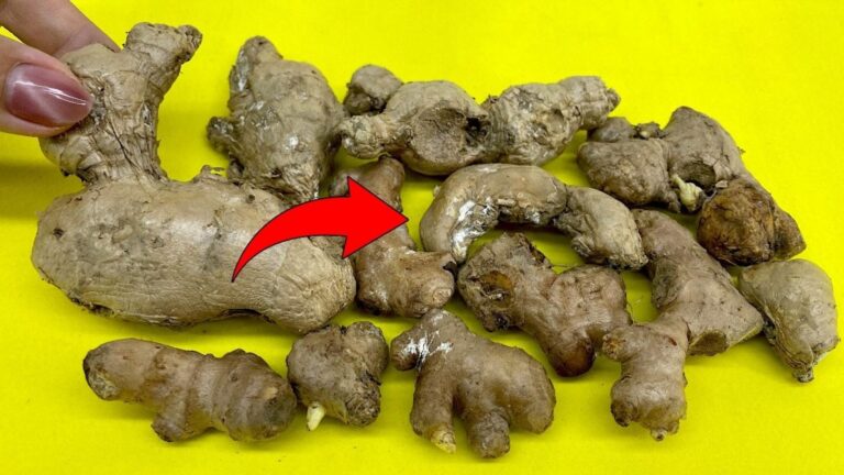 An old trick for withered ginger that transforms waste into a thriving garden …