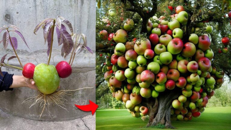 This simple technique transforms mangoes and apples into a fruit powerhouse…