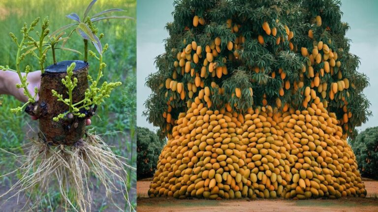 This forgotten trick transforms mango cuttings into fruit-bearing trees…