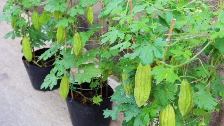 This simple method transforms seeds into fresh bitter melons in just three months…