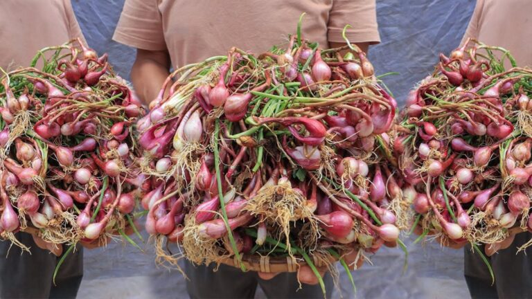 This simple method transforms kitchen scraps into a thriving onion harvest …