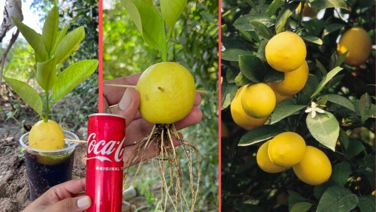 This simple trick transforms your lemon trees into fruit-bearing wonders…
