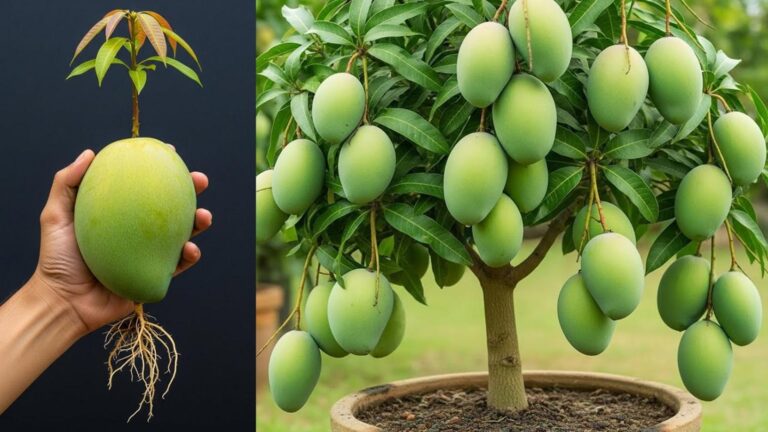 This simple gesture can turn your home into a tropical mango oasis…