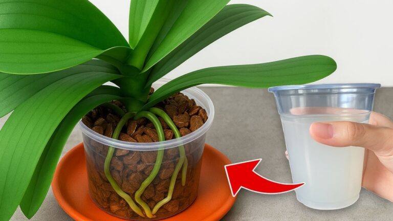 7 Secrets to Make Your Orchid Bloom Profusely and Last Longer! 🌸