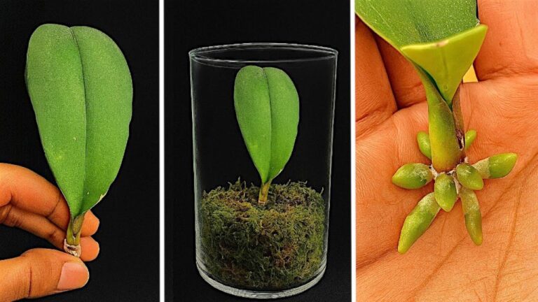 Grow 1 Orchid Leaf with Roots Fast for Year-Round Blooms!