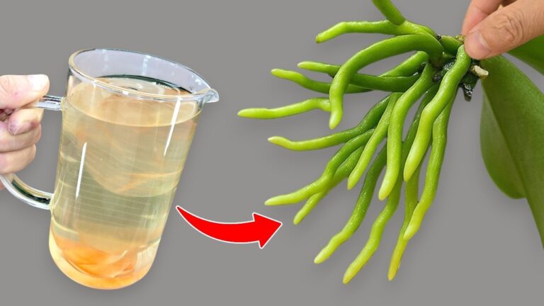 Transform Your Orchid: 10 Tips to Make It 100x Stronger Than Garlic!