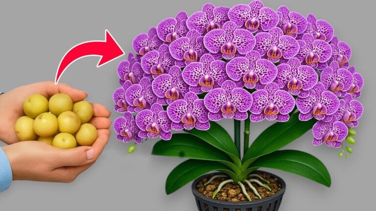 Transform Your Orchid: 1 Secret for 100 Year-Round Blooms! 🌸