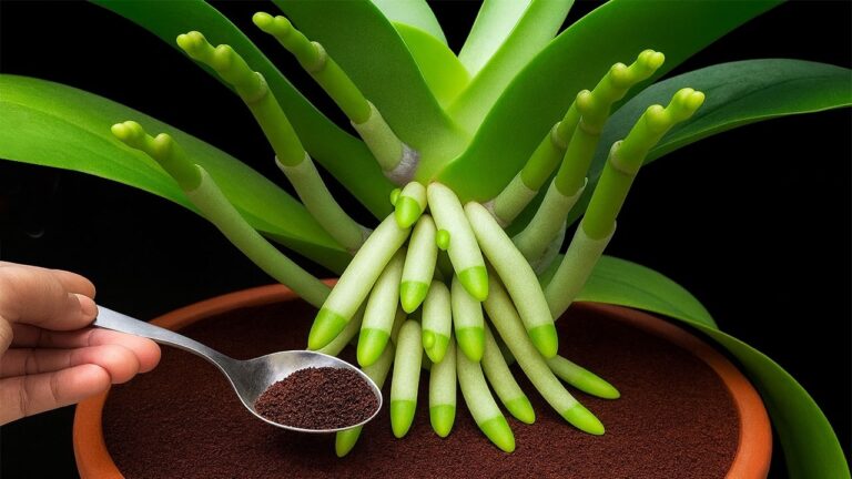 Grow 1001 Roots and Blooms: Simple Tips for Thriving Orchids!