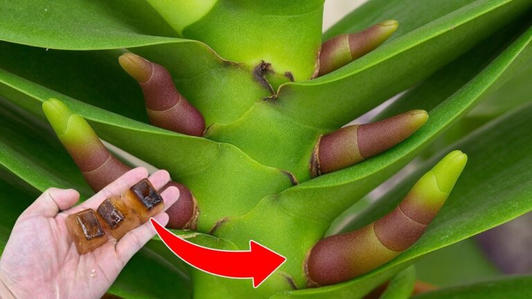Transform Your Space: 5 Secrets to Blooming Flowerless Orchids This Summer!