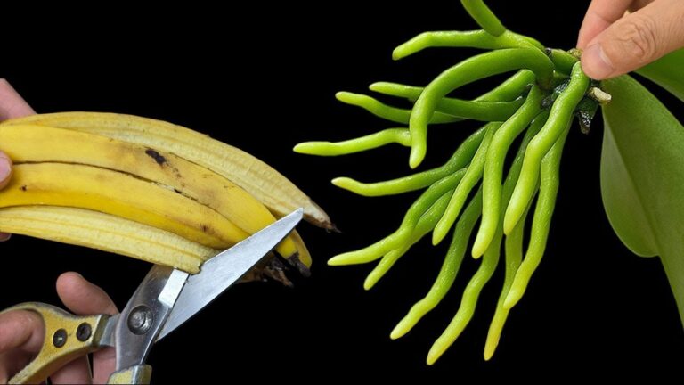5 Incredible Banana Hacks for Thriving Orchids and Unstoppable Growth