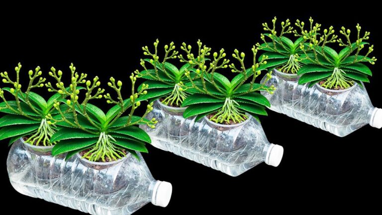 Unlock 7 Secrets for Year-Round Orchid Blooms and No Root Rot!