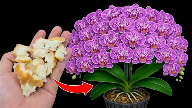6 Secrets to Help Your Orchid Bloom All Year and Sprout Many Branches!