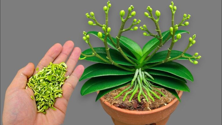 1 Spoon a Week to Boost Your Orchid’s Roots and Blooms All Year Long!