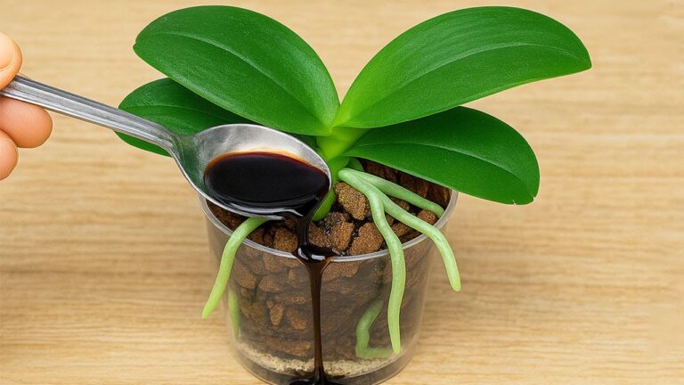 9 Simple Tips to Keep Your Orchids Thriving and Beautiful!