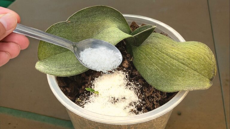 Revive Your Orchid: 5 Easy Steps to Bring It Back to Life!