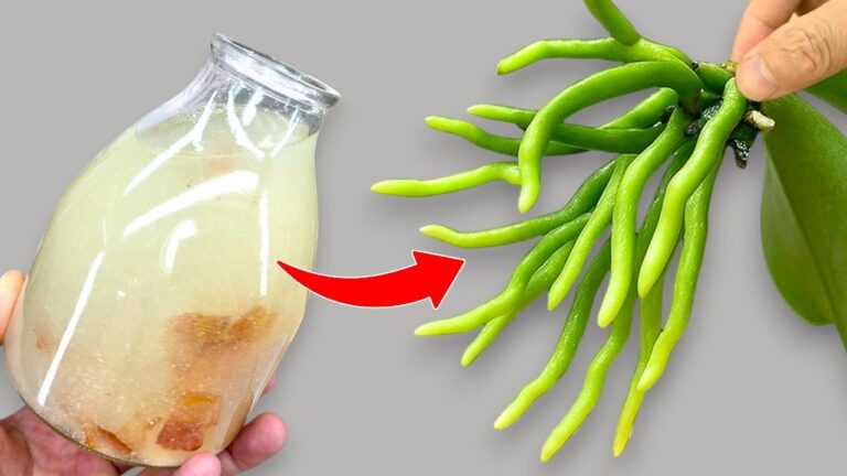 200x Stronger Than Garlic: Transform Your Weak Orchid Into a Blooming Beauty!