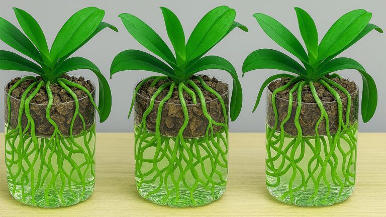 7 Tips for Growing Orchids in Water Bottles Without Root Rot