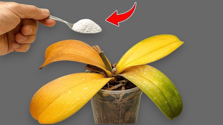 1 Spoon to Make Your Orchid Bloom All Year Round – Discover the Secret!