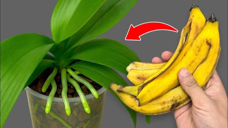 Transform Your Orchids: 1 Monthly Secret for Stunning Blooms!