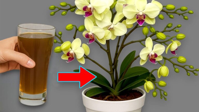 5 Secrets to Make Your Flowerless Orchids Bloom Year-Round with Simple Sprinkles!