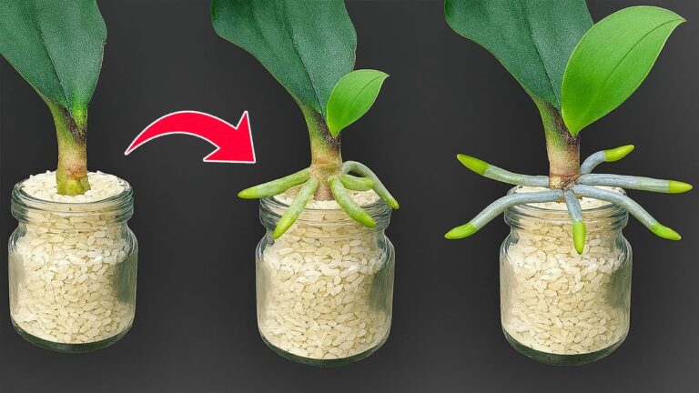 5 Secrets to Make Orchid Leaves Root and Bloom with Just Rice!