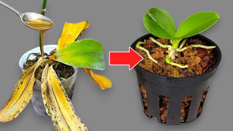 Revive Your Orchids: 5 Magical Tips for Instant Transformation!