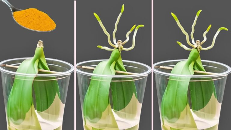 Grow 7 Roots in Water: The New Orchid Leaf Method You Need to Try!