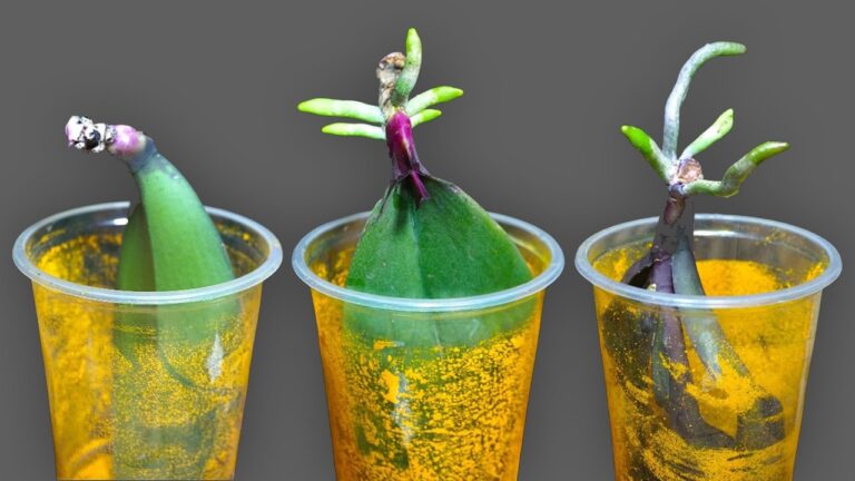 Unlock 5 Secrets for Orchids to Root Fast—Discover the Magic Today!