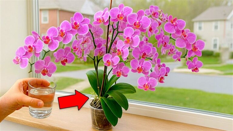 Boost Orchid Growth by 200% with This Simple Trick for Year-Round Blooms!