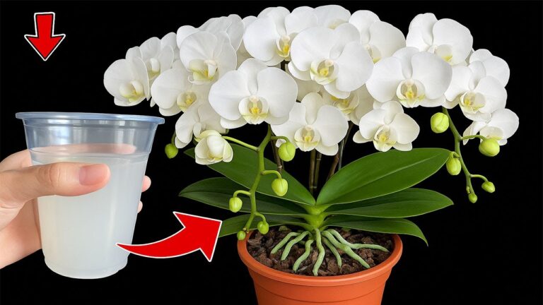 Unlock 7 Secrets to Make Orchids Bloom Like Never Before! 🌸