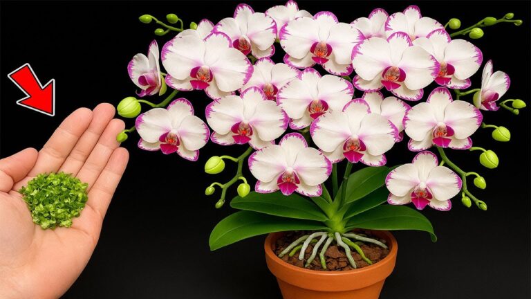 Transform Your Space: 5 Tips for Year-Round Orchid Blooms!
