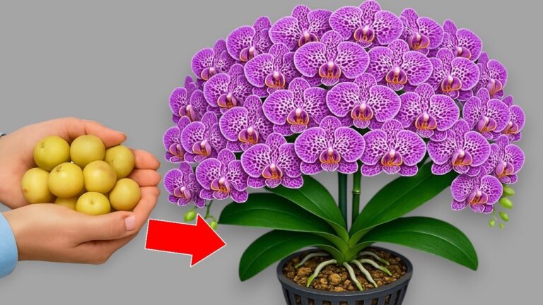 Unlock 100 Orchid Blooms: One Simple Tip for Year-Round Growth!