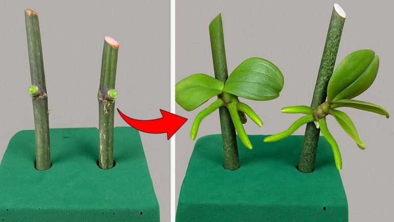 8 Quick Tips for Fast Orchid Propagation Using Floral Foam