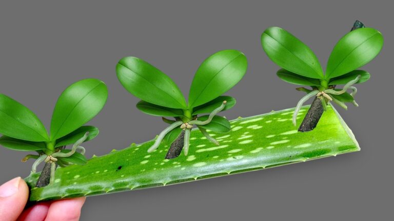 Easily Propagate Orchids in 5 Steps for Year-Round Blooms and Beauty!