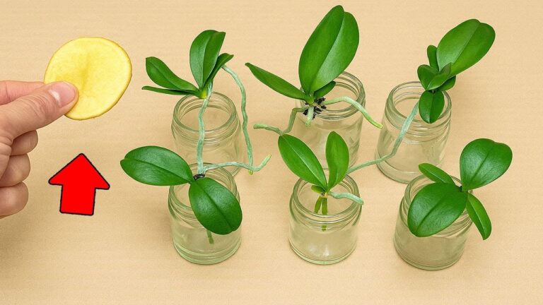 Grow Orchids Year-Round with Just 1 Slice of Potato! Discover How Today