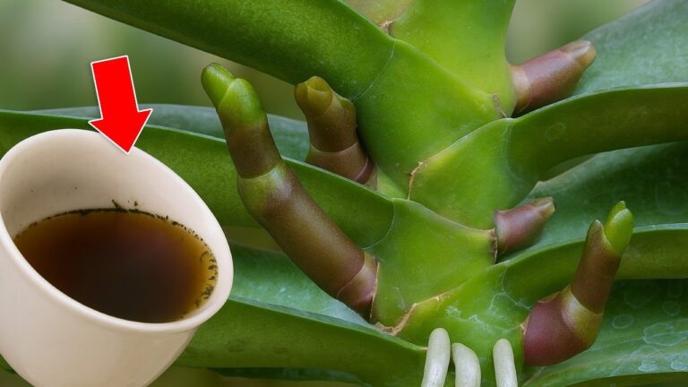 5 Secrets to Make Your Orchids Bloom All Year Round with This Simple Trick!