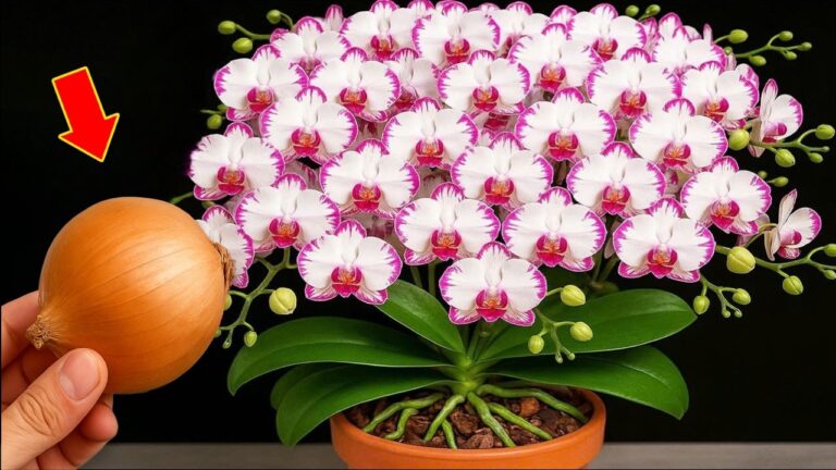 Discover 1 Secret to Make Your Orchid Bloom with 100 Roots Year-Round! 🌸