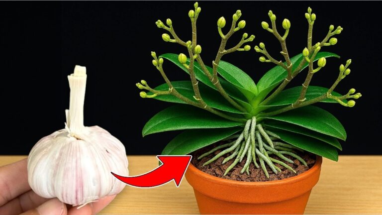 Grow Orchids All Year: 1 Simple Garlic Hack You Need to Try!