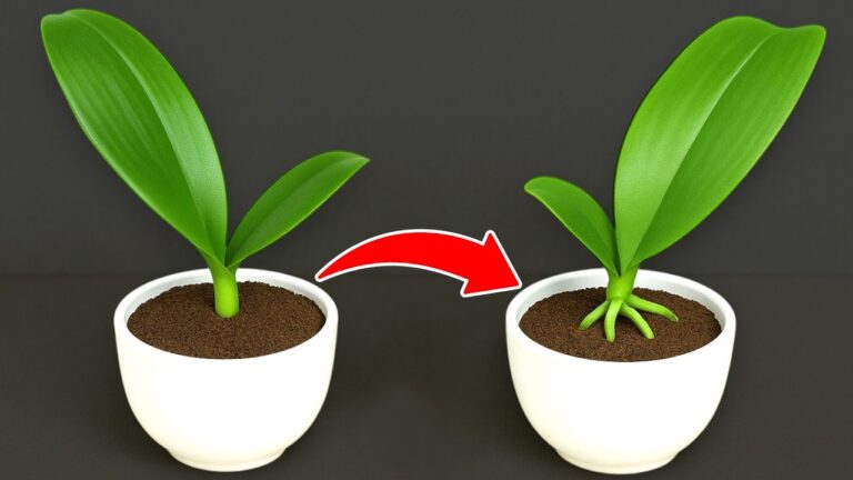 Transform Orchid Leaves: 5 Simple Steps to Self-Rooting Success in Days!