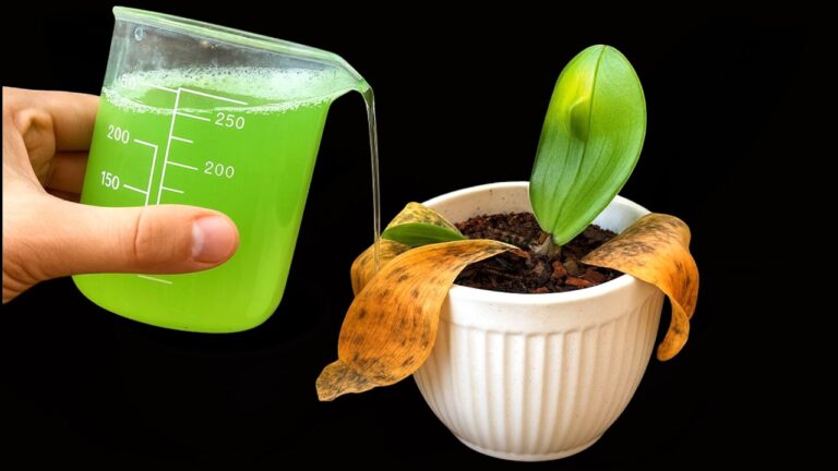 Revive 7 Dying Orchids with This Simple Trick—You Won’t Believe How Easy It Is!
