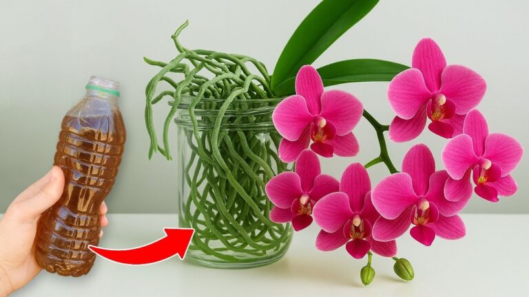 Revive Your Orchids: 5 Easy Homemade Fertilizer Recipes for Blooming Phalaenopsis