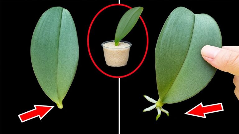 Grow 1,000 Orchid Roots with Just Garlic: Discover the Secret!