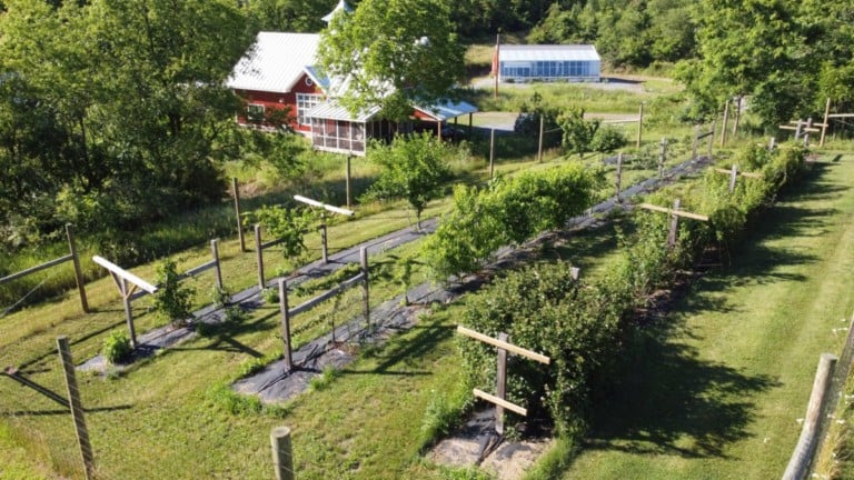 How to Create a Deer-Proof, Drought-Resistant Backyard Orchard