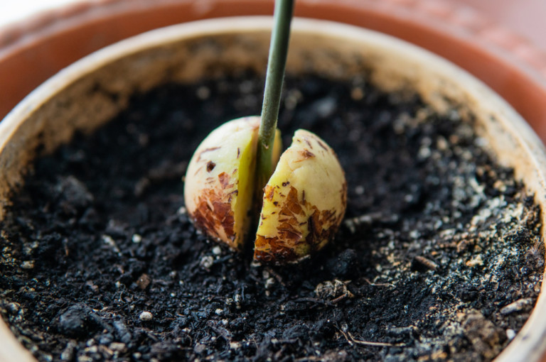 Grow an Avocado Tree from Seed: Tips for Fruiting Success